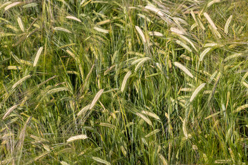 An agricultural field where ripening cereal wheat grows