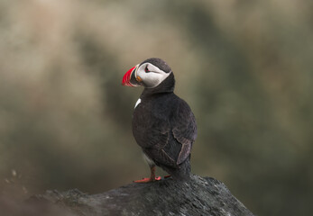 Atlantic puffin (Fratercula arctica) on the island of Runde in the Norway