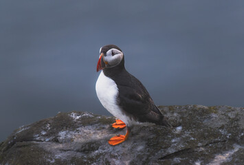 Atlantic puffin (Fratercula arctica) on the island of Runde in the Norway