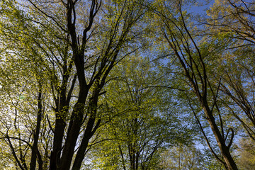deciduous trees in a mixed forest in the spring season