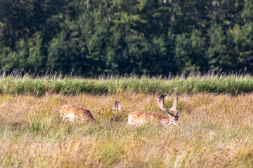 Damhirsche im hohen Gras bei Zingst an der Ostsee.