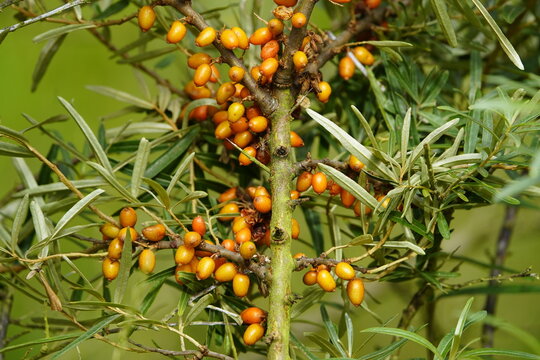 Hippophae rhamnoides,The fruits of the sea buckthorn as a useful plant are known for their high vitamin C content and are processed in particular into food and beverages as well as skin care products.