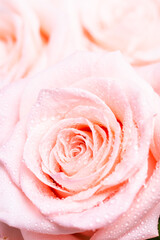 Pink rose flower. Close up, macro picture.Fresh flower with drops.