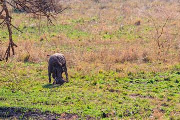 Common warthog (Phacochoerus africanus) in savanna in Serengeti national park, Tanzania