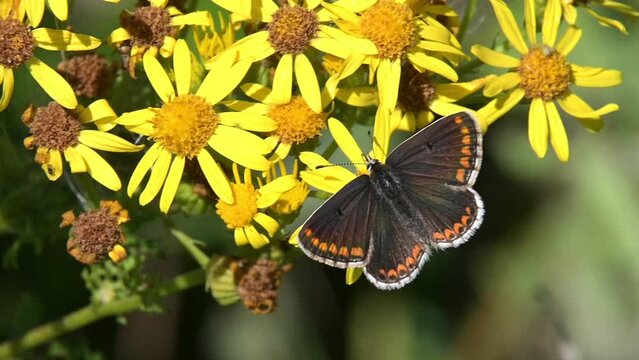 Brown Argus butterfly (Aricia agestis) female feeding on a flower. August, Kent, UK [Slow motion x5]