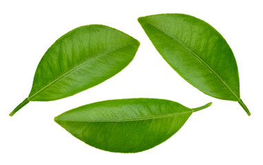 Citrus leaves Clipping Path