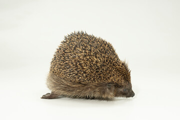 igel