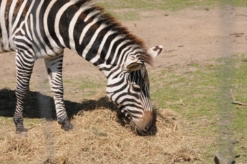 zebra