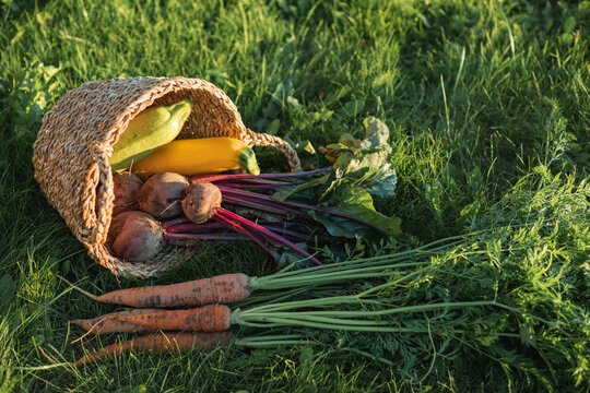 Close-up of freshly picked carrots, beetroot and courgettes in a basket on the grass