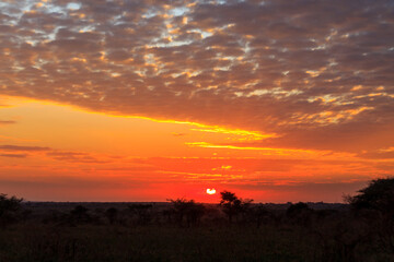 Beautiful african sunrise over savannah in Serengeti National Park, Tanzania
