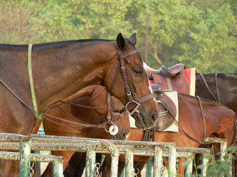 Three Polo ponies, New Delhi, India