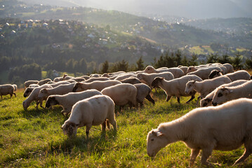 Stado owiec w Beskidach, Ochodzita  © Elżbieta Kaps