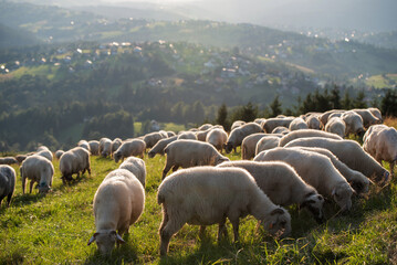 Stado owiec w Beskidach, Ochodzita 