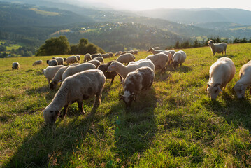 Stado owiec w Beskidach, Ochodzita 