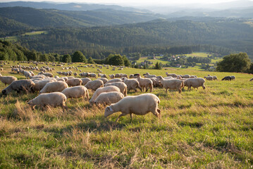 Stado owiec w Beskidach, Ochodzita 
