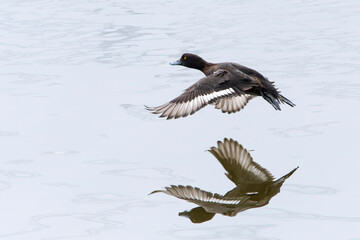 Reiherente Weibchen im  im Frühjahr im Flug