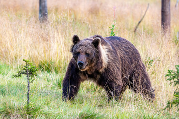 Obraz na płótnie Canvas brown bear in the forest