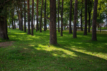 Fototapeta premium Green smooth lawn and trees in the park in summer