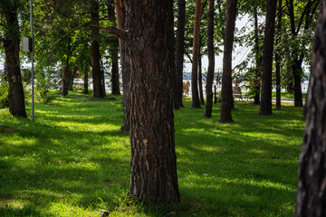 Obraz premium Green smooth lawn and trees in the park in summer