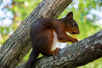Brown squirrel eating banana peel