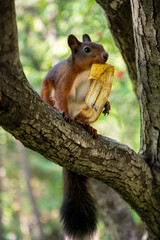 Naklejka na ściany i meble Brown squirrel eating banana peel