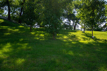 Fototapeta na wymiar Green smooth lawn and trees in the park in summer