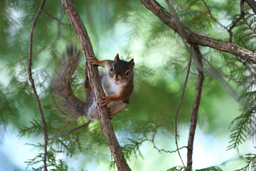red squirrel in cedar tree on branch in shaded light