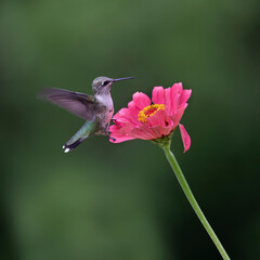 hummingbird on flower