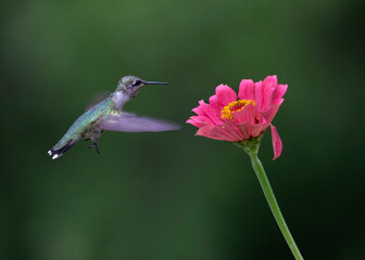 Fototapeta premium hummingbird on flower