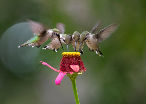 4 hummingbird on flower