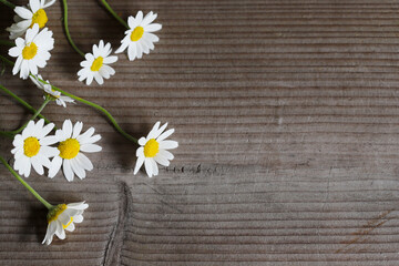 Charming chamomile flowers on a wooden brown board background.