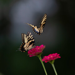 two butterflies on flower