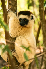 Lemur Verreaux’s sifaka clings to tree trunk