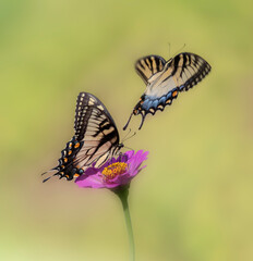 two butterflies on flower