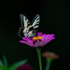 tiger swallowtail butterfly on flower