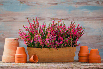 Heather in pots on a garden table