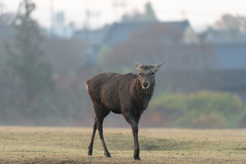Deer and sunrise in Nara Park
