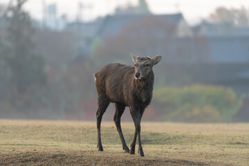 Deer and sunrise in Nara Park