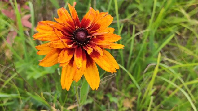 Yellow rudbeckia hirta flower. 