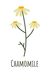 Chamomile isolated on white background. Medicinal plant for sleep and relaxation. Natural remedy and food spice. Herb symbol isolated on white background.