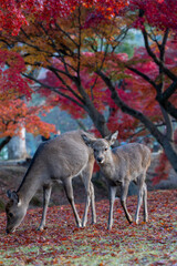 Deer and Autumn Leaves in Nara Park