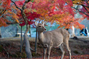 Deer and Autumn Leaves in Nara Park