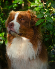 Portrait of a beautiful red tricolor Australian Shepherd Dog
