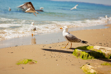 A group of several seagulls walking along the coastline of a sandy beach on the Black Sea coast. Beautiful rocky seascape with waves splashing on the shore.