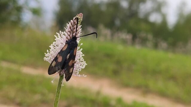 Six-spot Burnet Zygaena filipendulae insect on the Plantago flower. 