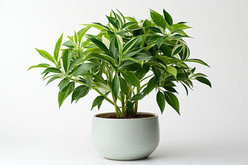 Isolated Potted Houseplant - Indoor Nature and Greenery Concept - obrazy, fototapety, plakaty