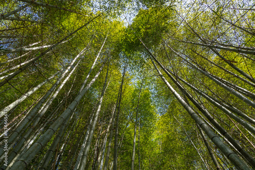 Canvas Prints bottom view of bamboo tree forest
