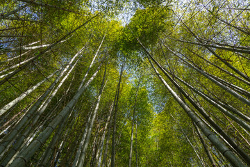 Bottom view of bamboo tree forest