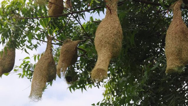 Skylark Nests, weaver bird Nest made of hay, Skylark nests on branches in the area to come naturally. gir forest gujarat india Melia azedarach, commonly known as the chinaberry tree syringa berry tree