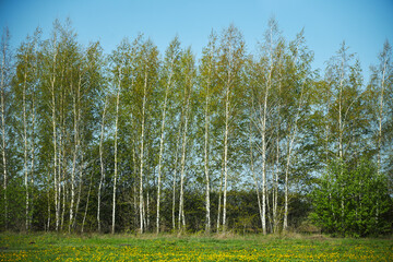 Obraz premium Landscape with birch trees and grass in spring.